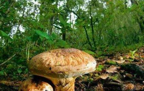 松茸怎么种好 松茸怎么种好活