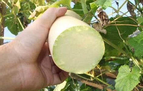 砍瓜种植的注意事项（砍瓜种植的注意事项是什么）