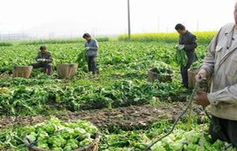 榨菜的栽培技术（榨菜的栽培技术和管理）