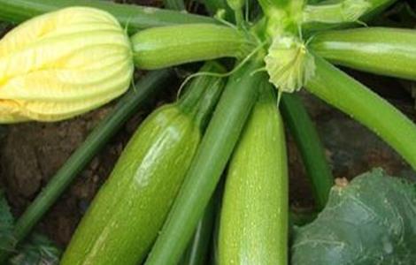 西葫芦种植需要注意什么 西葫芦种植需要注意什么问题