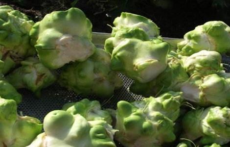 榨菜如何种植才会高产（榨菜如何种植才会高产一些）