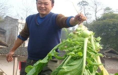 榨菜种植的田间管理 榨菜种植的田间管理措施