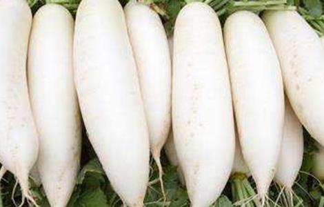 秋季萝卜易患病害及防治 萝卜常见病害及防治