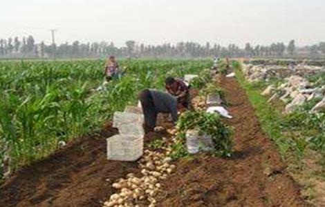 马铃薯产量低的原因及解决方法（马铃薯产量下降原因）