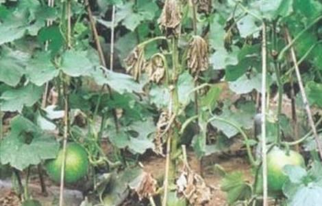 冬瓜早衰的原因及预防措施 冬瓜早衰的原因及预防措施图片