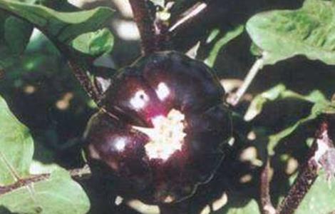 茄子僵果的原因及防治方法 茄子枯萎病怎么防治