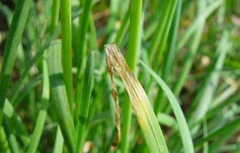 韭菜叶片干尖的原因及防治方法(韭菜叶子尖发干怎么回事)