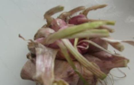 大蒜畸形的原因及防治措施