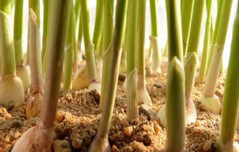 大蒜跳蒜的原因及防治措施（大蒜跳蒜的原因及防治措施图片）