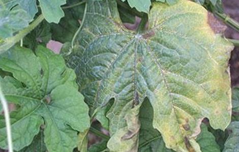 苦瓜叶片发黄的原因及防治方法 苦瓜叶片发黄的原因及防治方法视频