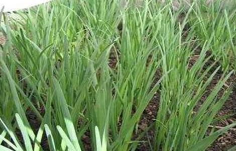 夏季高温期韭菜管理要点 气温高怎样管理韭菜