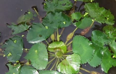 菱角常见病虫害及防治（种植菱角怎样防治病虫害）