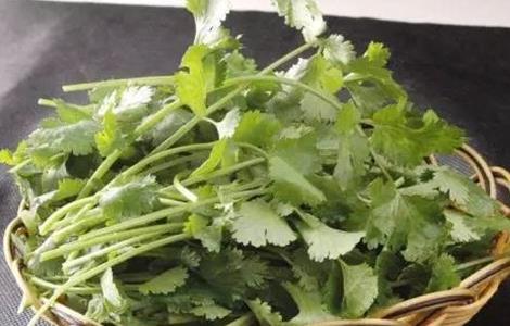 香菜种植的注意事项 香菜种植方法和注意事项