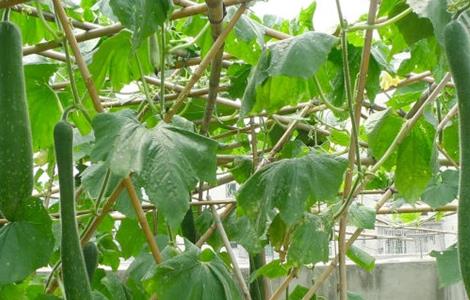 节瓜该怎么种（节瓜怎么种高产）