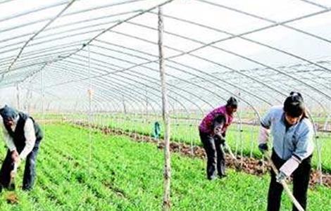 韭菜高产施肥技术 韭菜种植施肥技术