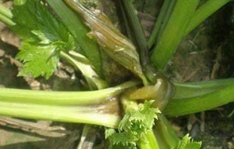 芹菜烂心的原因及防治方法 芹菜烂心的原因及防治方法图片