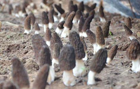 羊肚菌的种植技术(羊肚菌栽培技术)