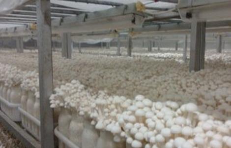 白玉菇怎么种好 白玉菇怎样种植