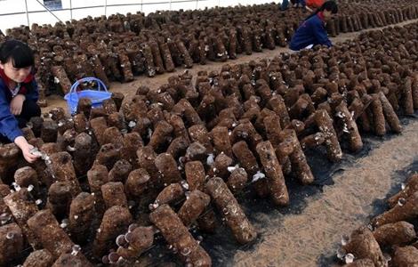 种植香菇的注意事项(种植香菇的注意事项和要求)