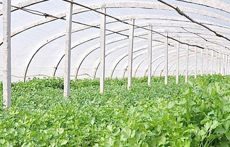 如何种植香菜才能获得高产(香菜怎么种植产量高)