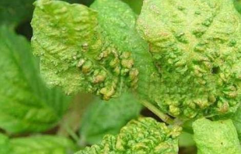 黑豆常见病虫害防治方法 黑豆病害图片