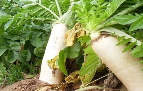 萝卜空心的原因及防治方法（萝卜空心病的防治措施）