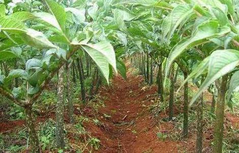 魔芋种植的注意事项 种植魔芋的大忌