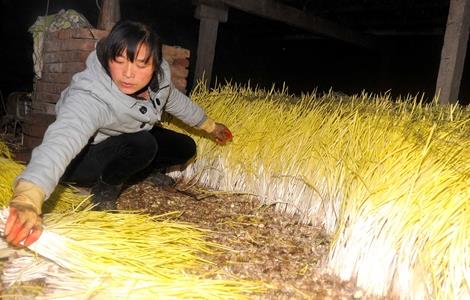 蒜黄种植技术 蒜黄种植技术视频