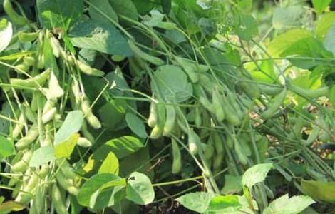 黑豆种植技术(黑豆种植技术与时间)