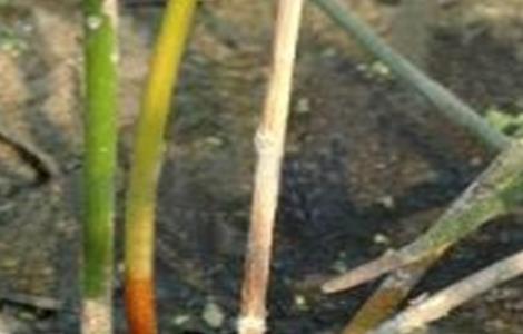 荸荠病虫害防治方法（荸荠病虫害防治方法视频）