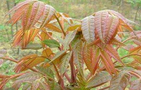 香椿种植技术（香椿种植技术和市场前景）