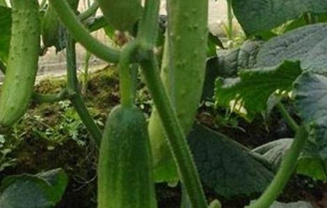 黄瓜早衰的原因（黄瓜衰老的表现）