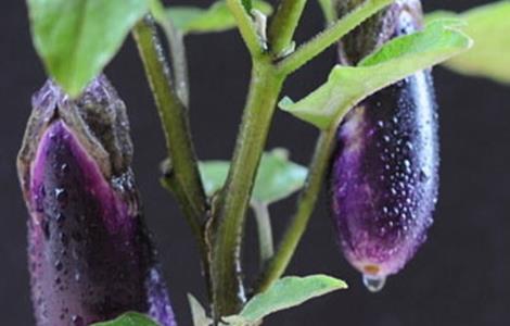 夏季茄子无公害栽培技术（夏季茄子无公害栽培技术视频）