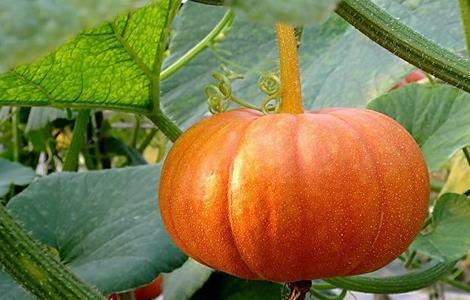 南瓜 管理要点 冬季种植