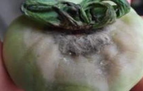 西红柿烂果的原因及防治（西红柿底部烂果是什么病）