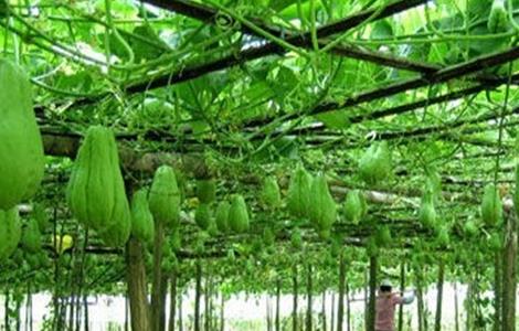 种植佛手瓜的注意事项(种植佛手瓜的注意事项有哪些)