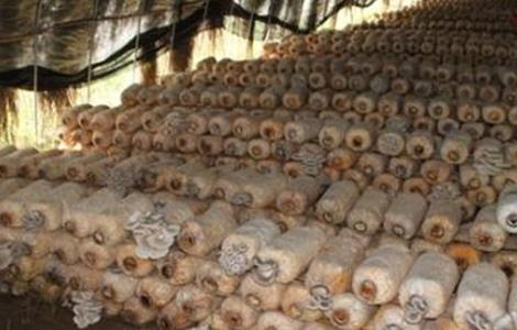 香菇烂棒的原因及防治方法（香菇棒烂棒有什么解决办法）