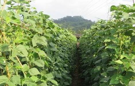 种植荷兰豆的日常管理（种植荷兰豆的日常管理方法）