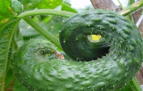 黄瓜畸形怎么办（黄瓜畸形果怎么防治）