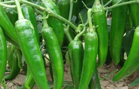 辣椒的田间管理技术 辣椒的田间管理技术论文