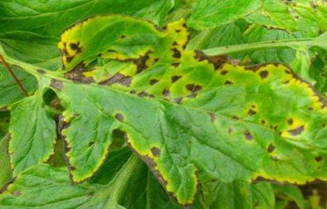 如何防治西红柿病毒病 如何防治西红柿病毒病害