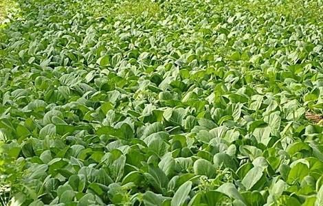 种植油菜的基本流程(食用油菜种植时间和方法)