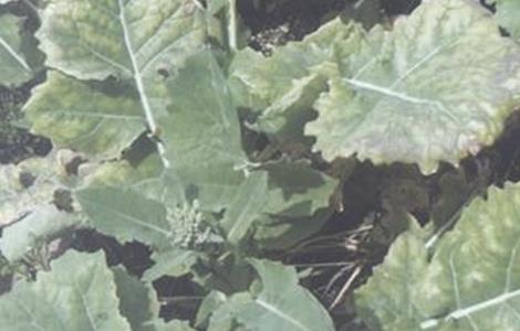 油菜僵苗的原因及防治方法 油菜僵苗的原因及防治方法视频