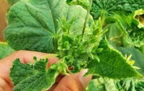 黄瓜花打顶的原因及防治方法(黄瓜花打顶是什么原因,怎么办?)