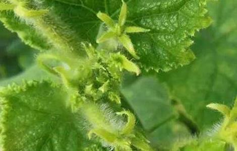 黄瓜花打顶的原因及防治方法