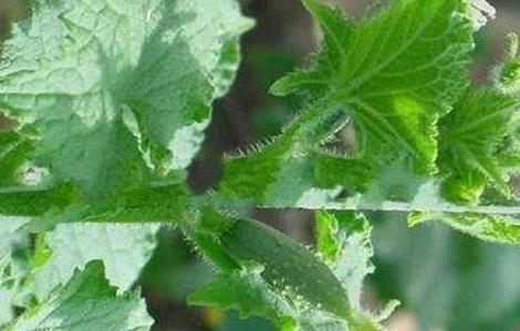 黄瓜花打顶的原因及防治方法