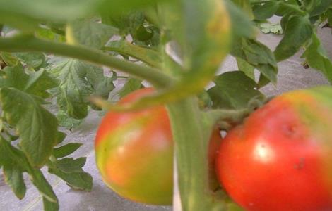 番茄花皮的原因及防治方法（番茄花皮果怎么造成的）