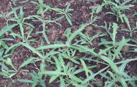 曲曲菜种植方法 曲曲菜的种植条件和田间管理