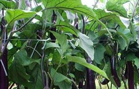 种植茄子的田间管理 怎样栽培茄子?怎样田间管理