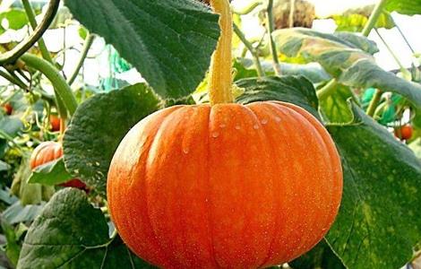 如何防止南瓜化瓜 如何用化学防治南瓜化瓜现象